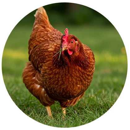 Eutanasia de animales